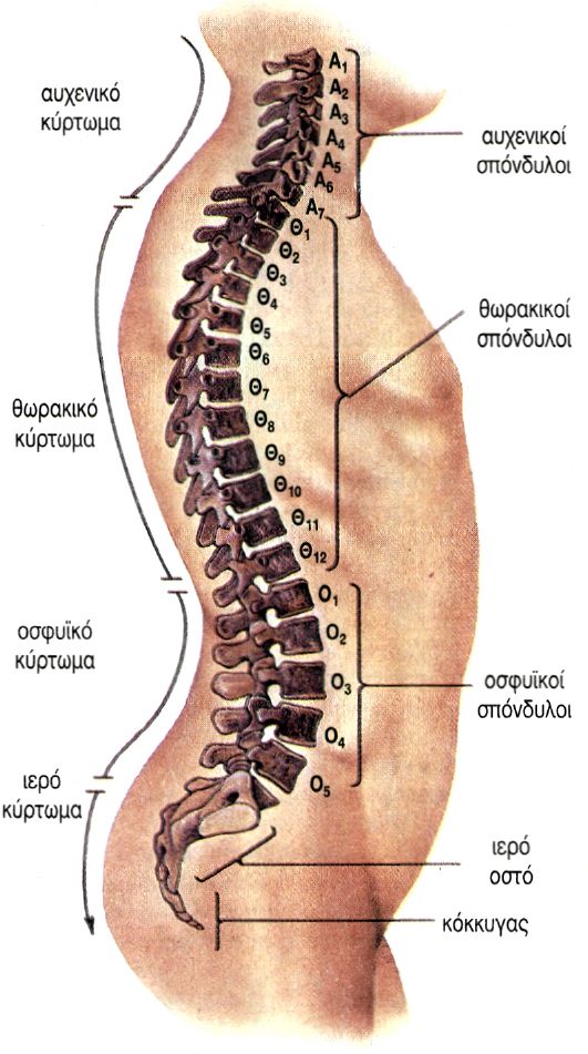 σπονδυλική στήλη